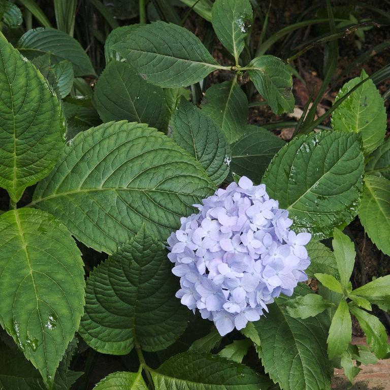 明白人