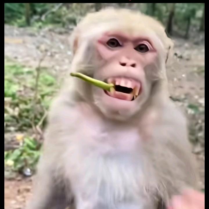 🐺的颜色