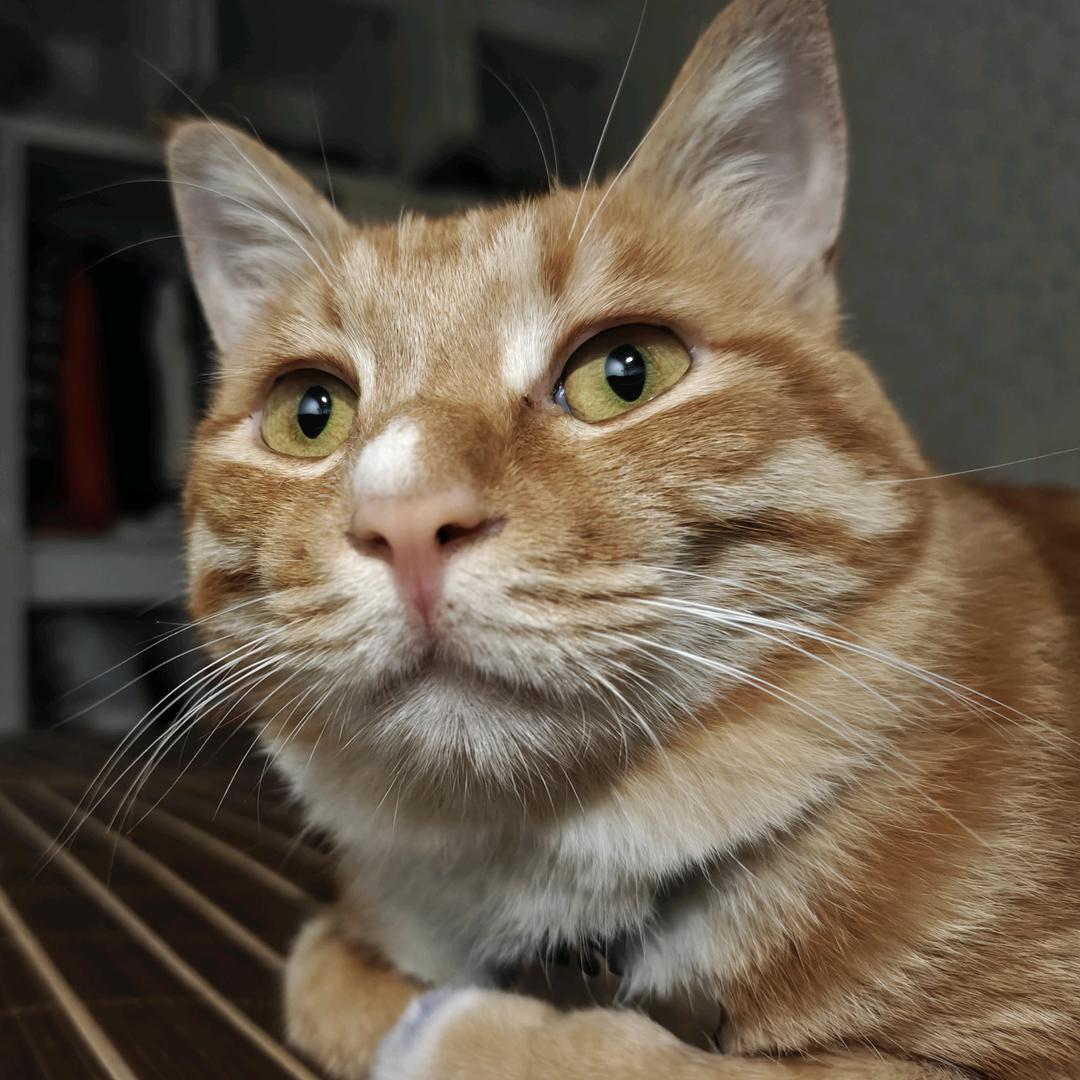 皮皮猪