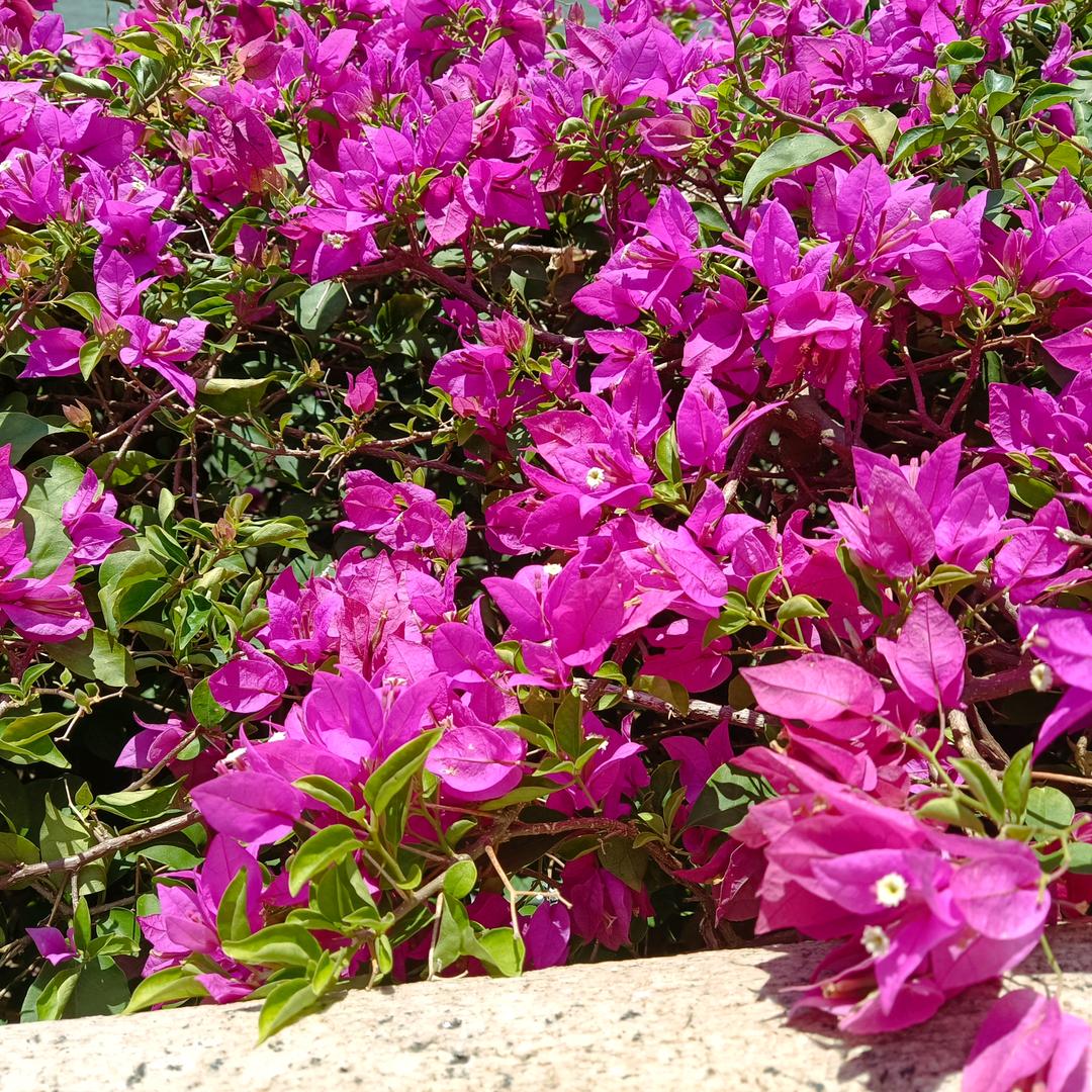 事事顺心如意🌹🌹🌹🌹🌹🌹