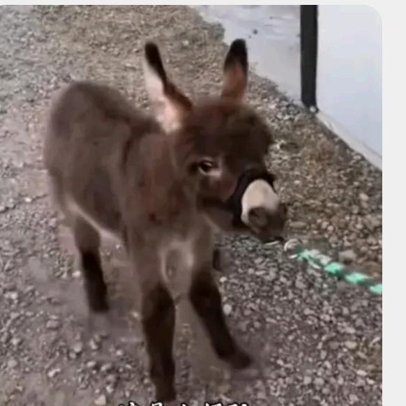 骑驴玩漂移