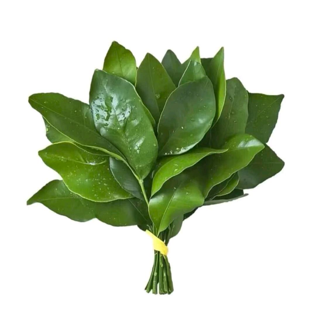 柒月呀、（首播）