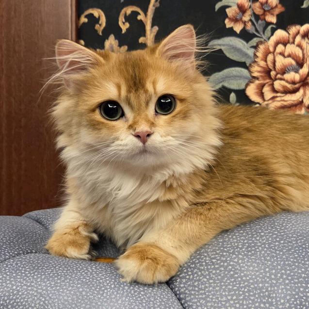 宝宝贝贝和棒棒