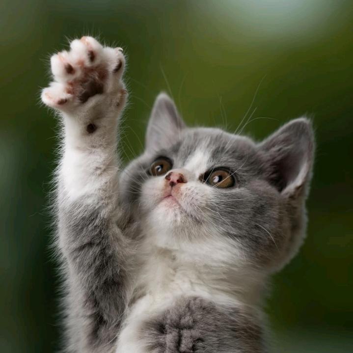 黑猫🐈‍⬛
