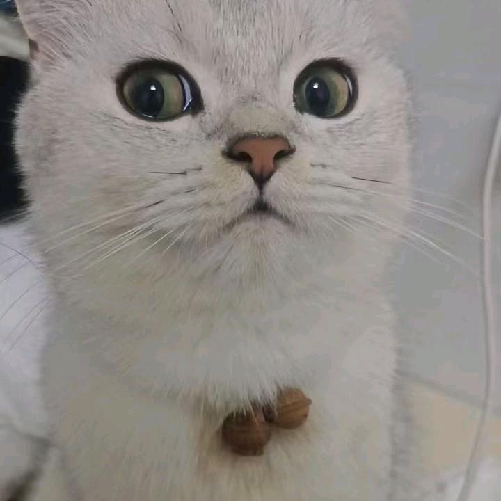 贪玩