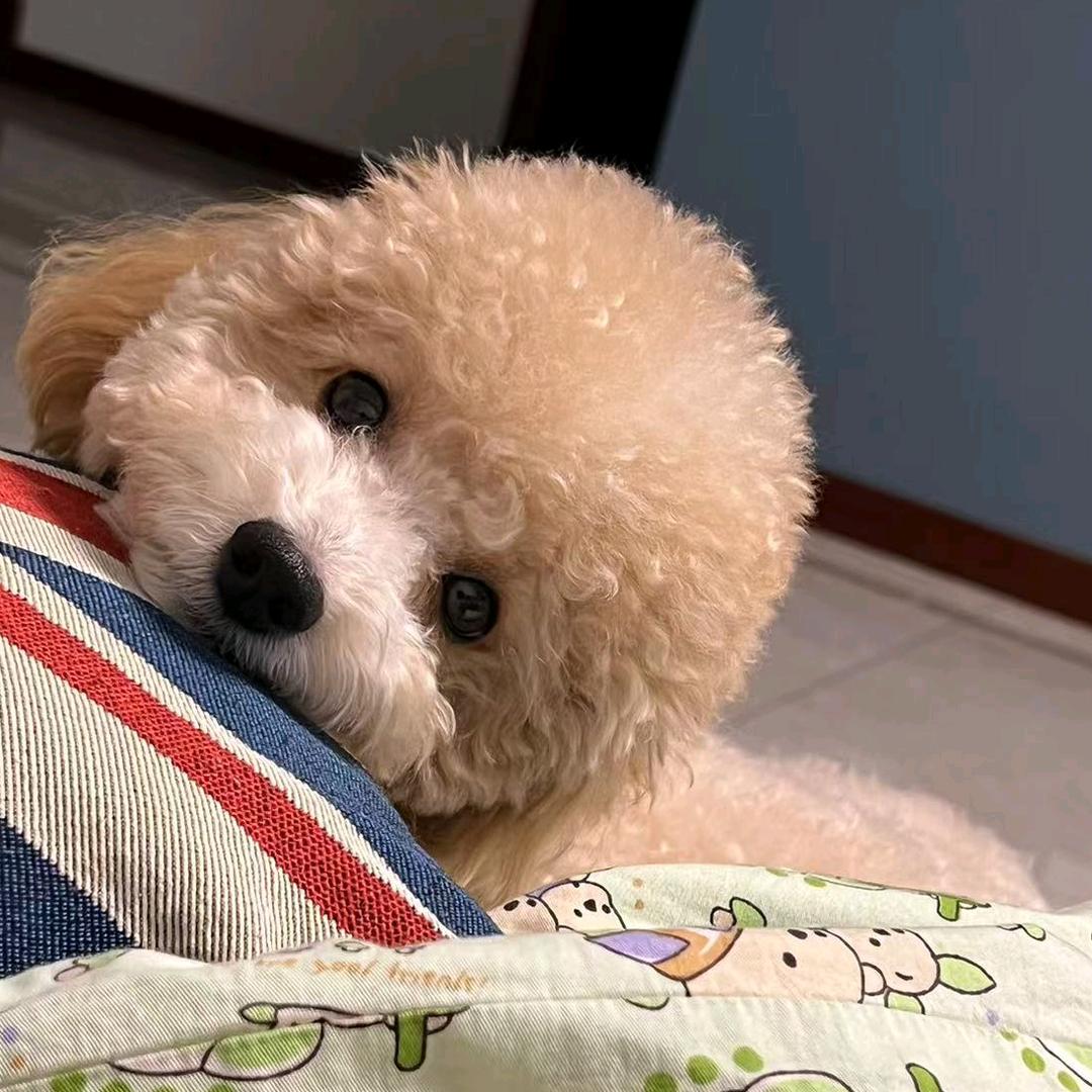 种花家的兔子🫧