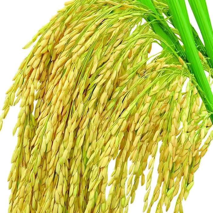 药食同源功能大米