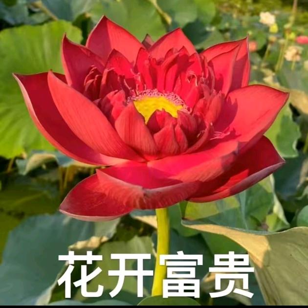 花开富贵AAA建材杨总