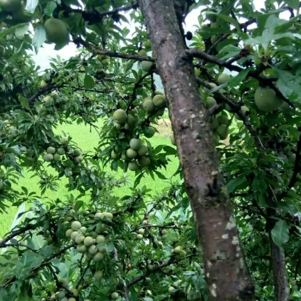 春雨