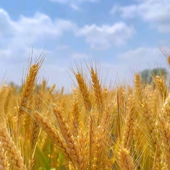 ༊ღ᭄ꦿ꯭꯭顺其自然（王）ღ᭄