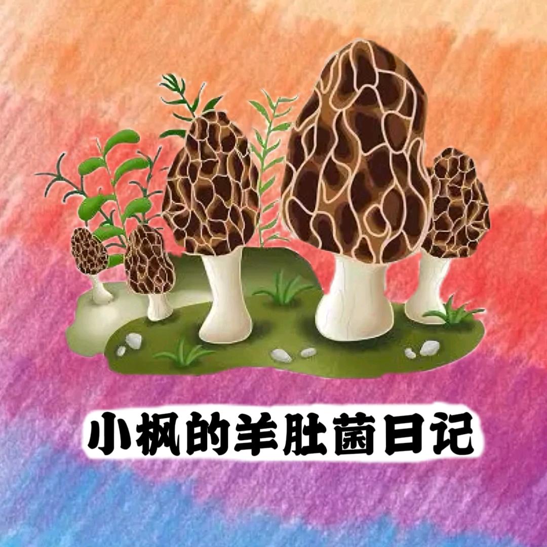 小枫的羊肚菌日记