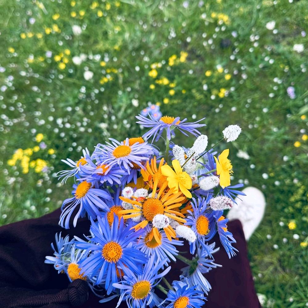 ཟླ་མེད། DaMei 达梅