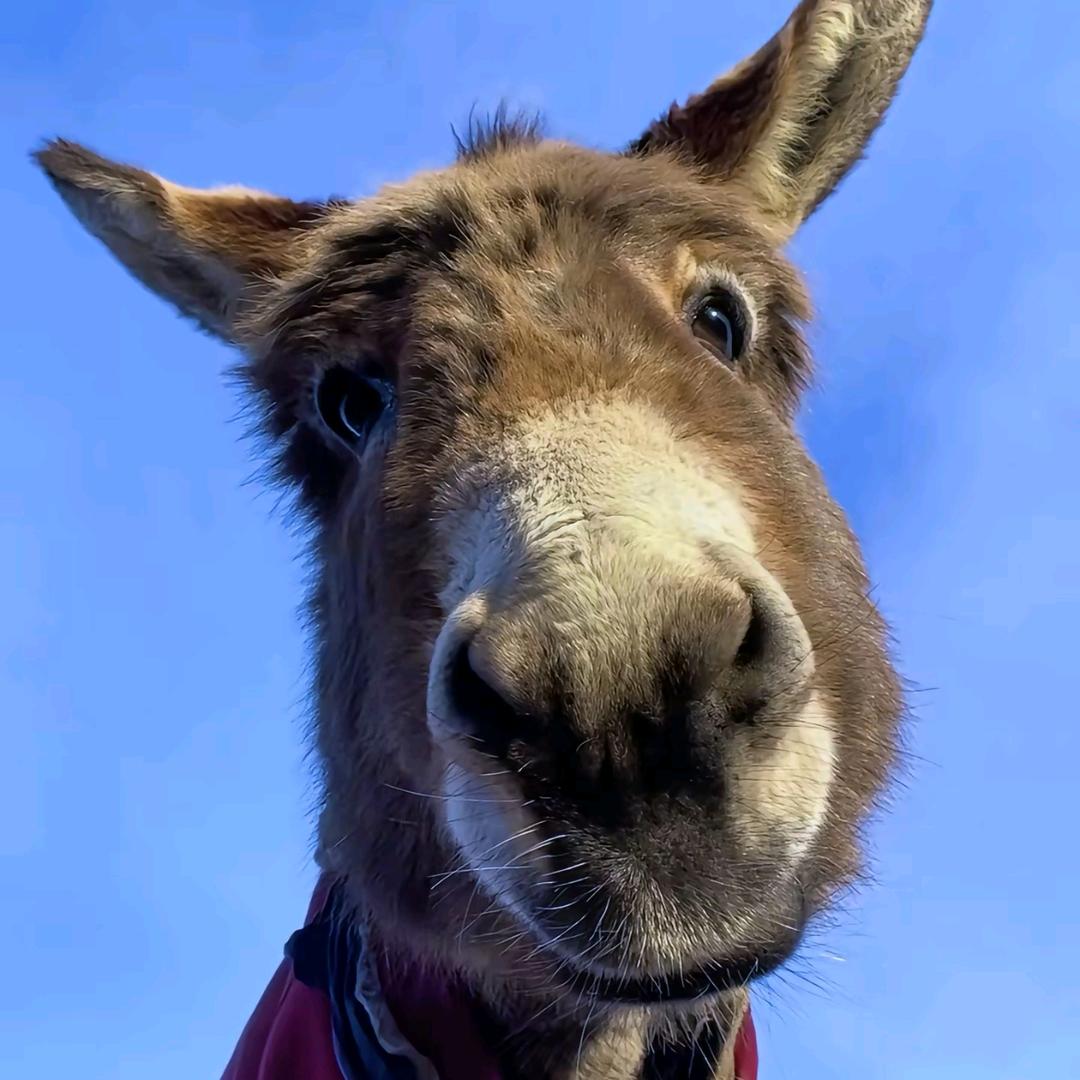 一个有趣的丧b。