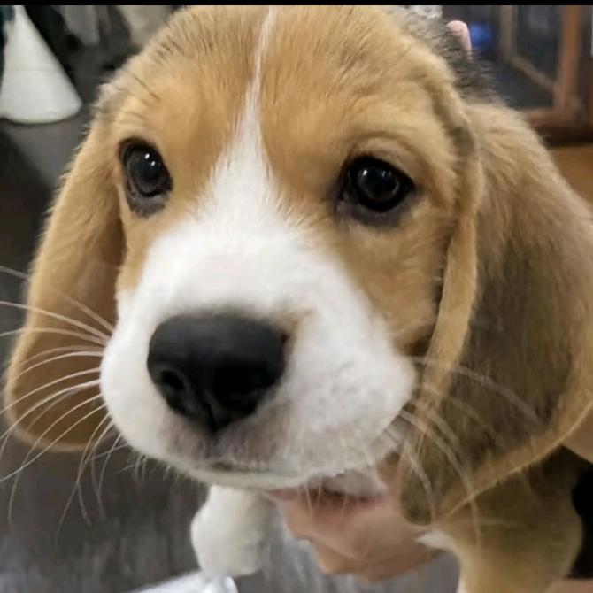 甜甜的栗子栗子栗子