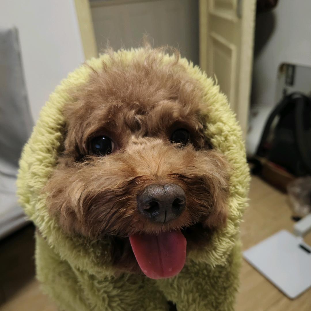 小狗猪八