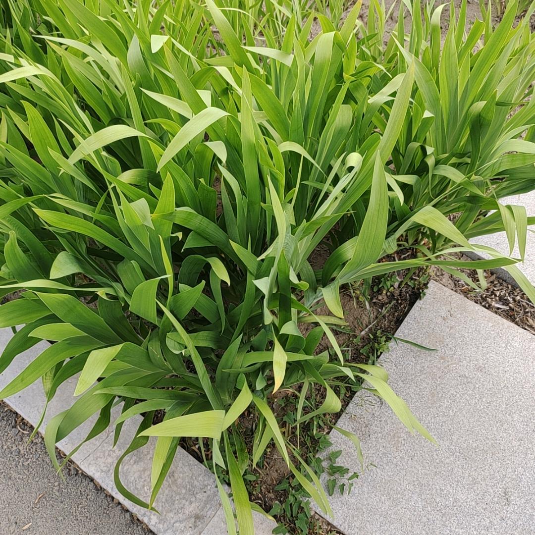 柚悠悠