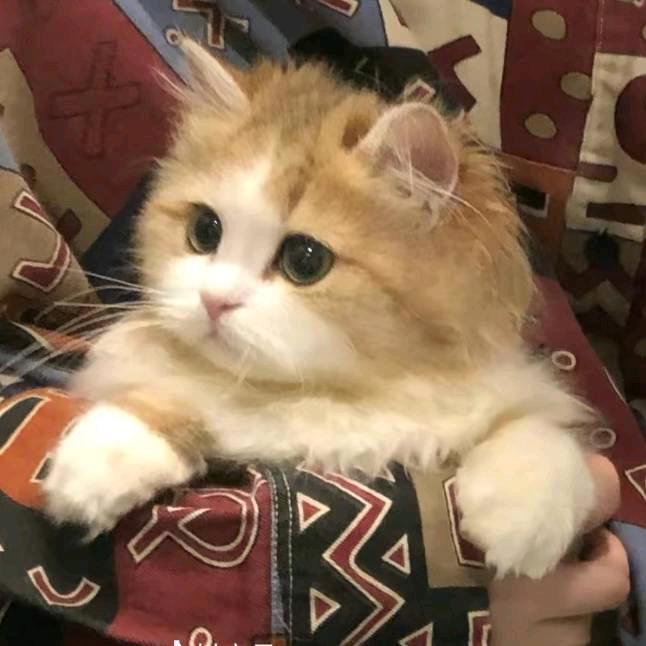 阿年(三角洲行动)