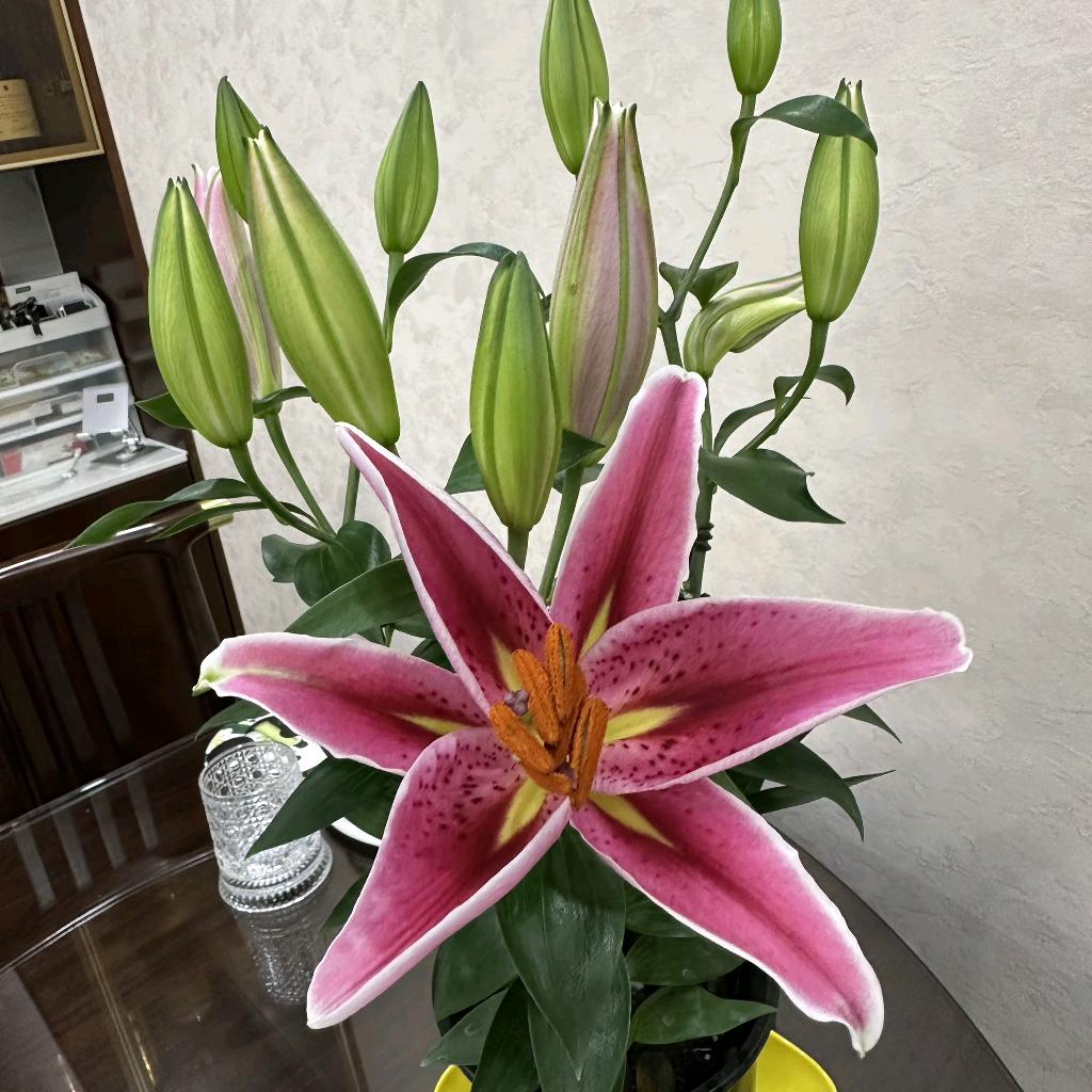 刷短剧打发时间头像