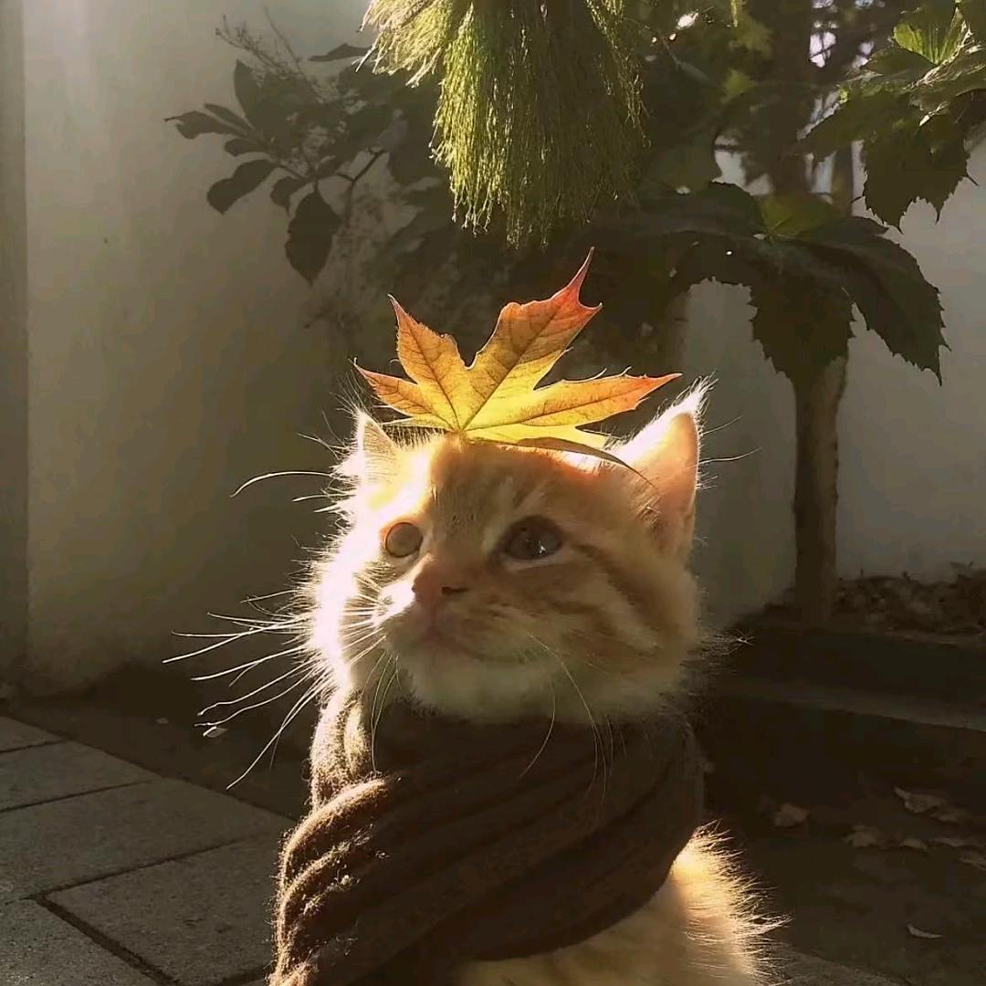 开心猫猫
