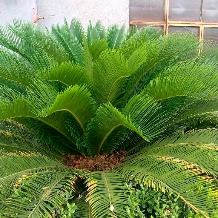芹，