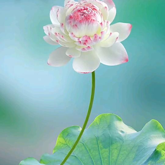 清风徐来🍒🍒