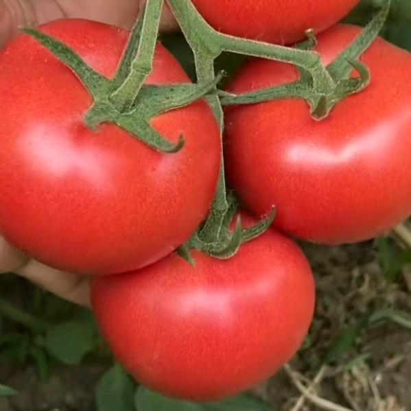禹城西红柿🍅果蔬代办