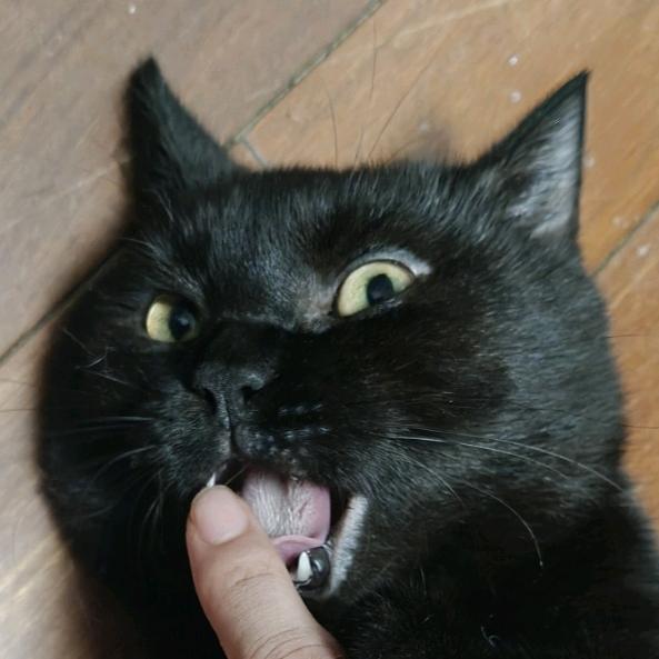 王Q博