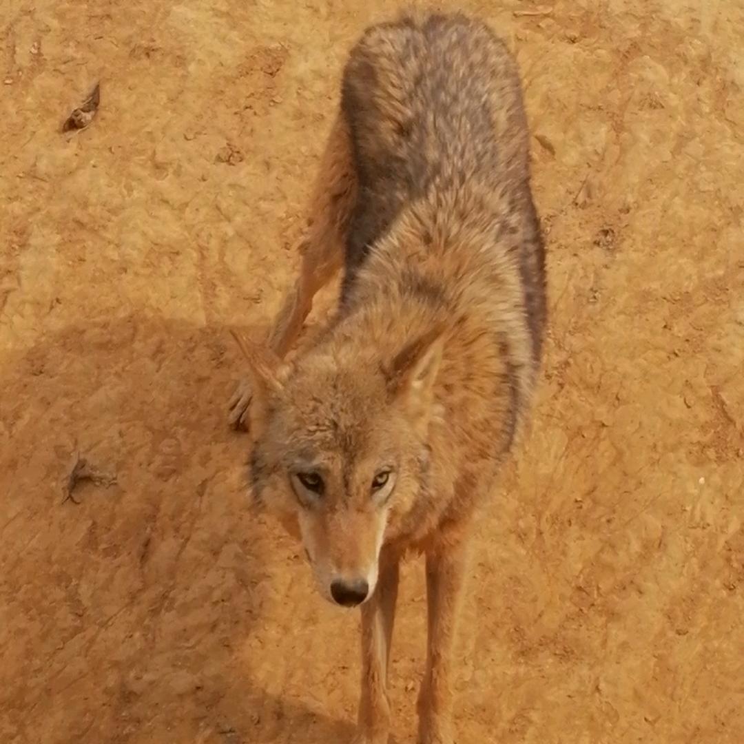 孤狼