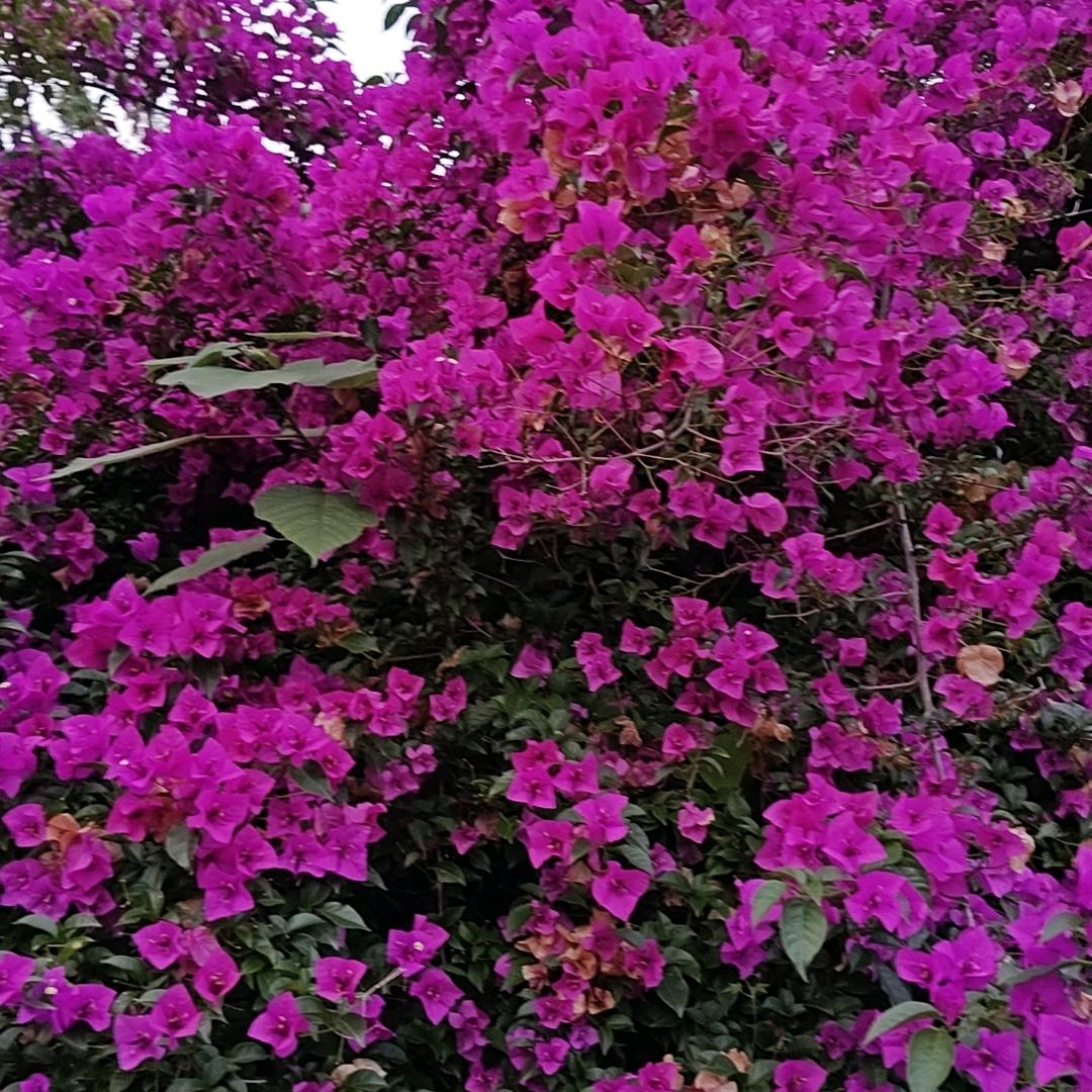 忘情水
