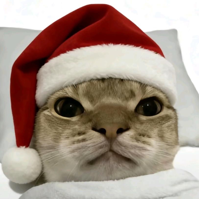 朋友圈（猫meme小剧场）