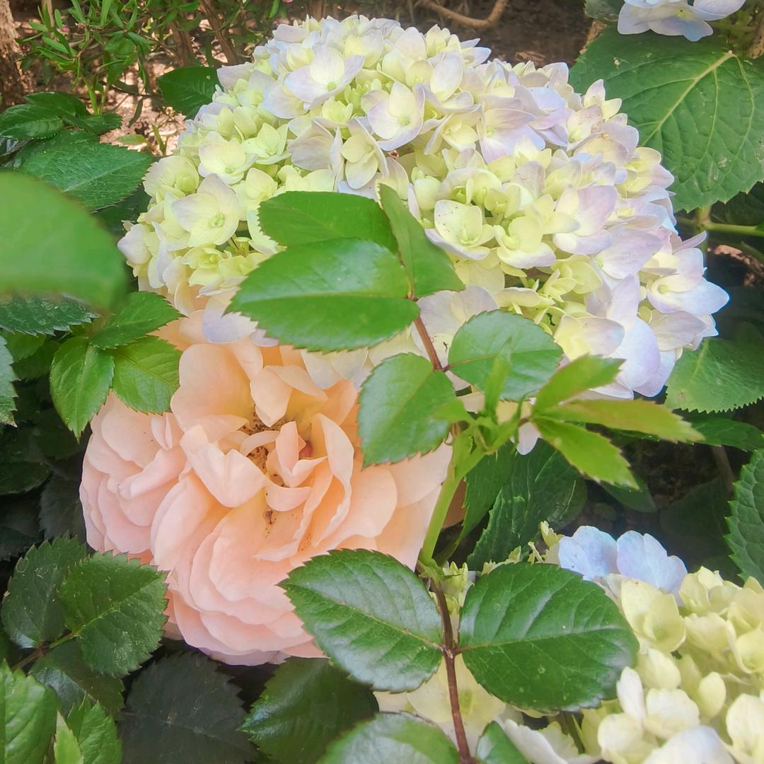 淡漠🌷