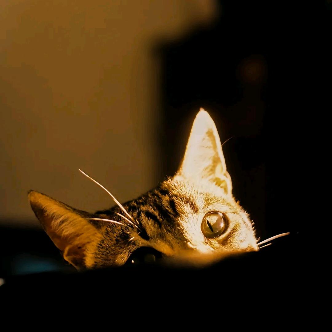 马卡龙蛋糕店（幸福路店）