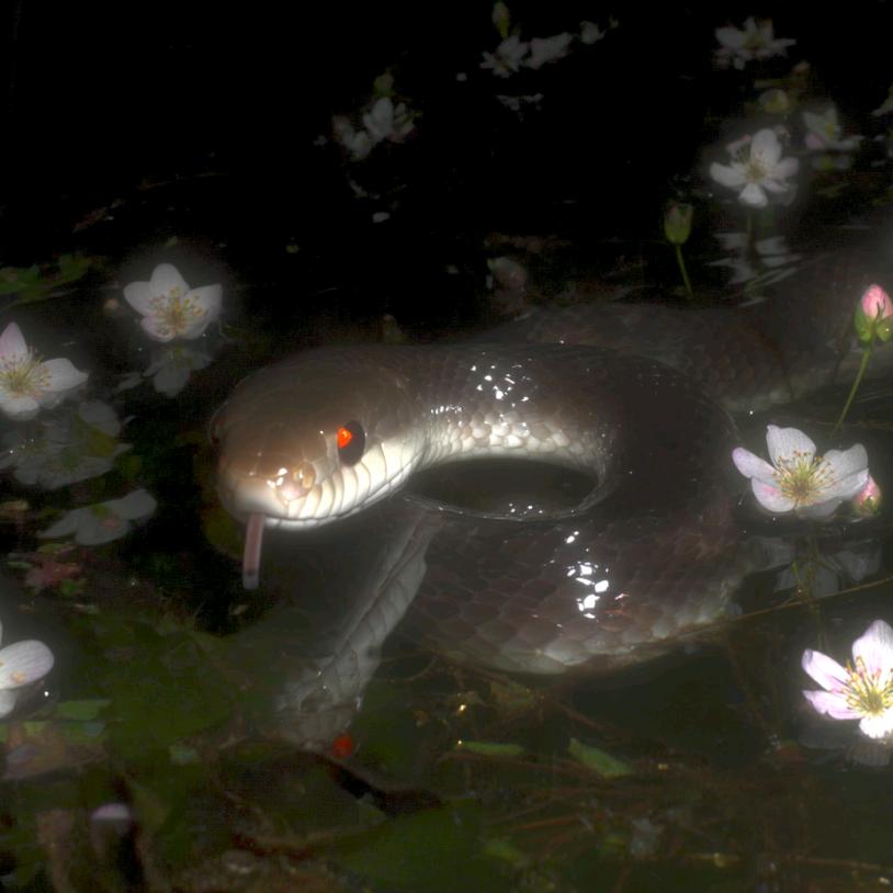 𝕾𝖊𝖗𝖕𝖊𝖓𝖙