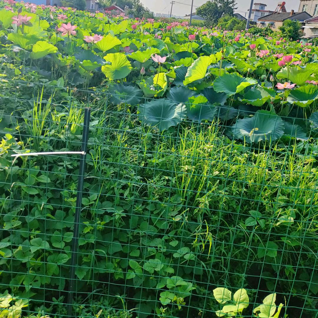 如烟姐🌺🌺🌲🌲🌹🌹