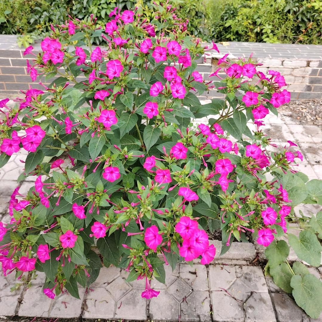 🌹坚强🌷