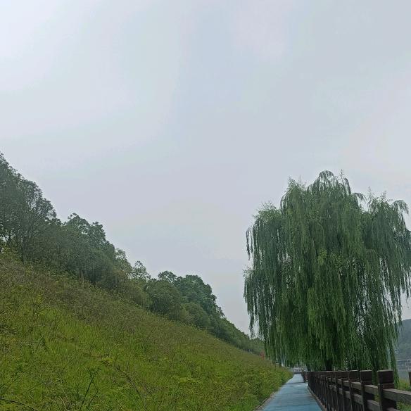 幸运草