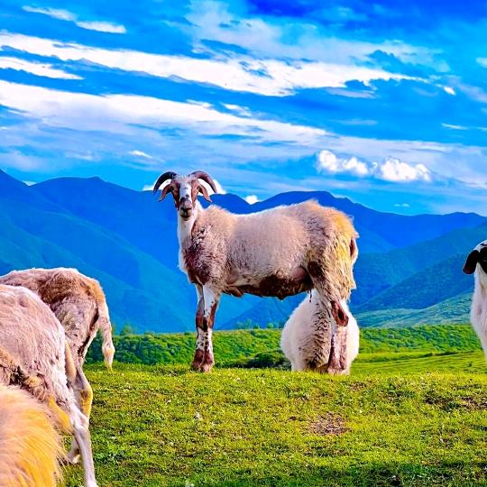 鄂托克三江云牛羊肉