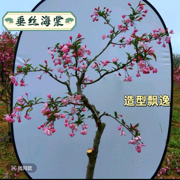 三支花园艺