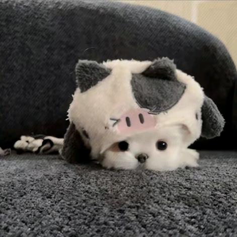 蛙蛙公主