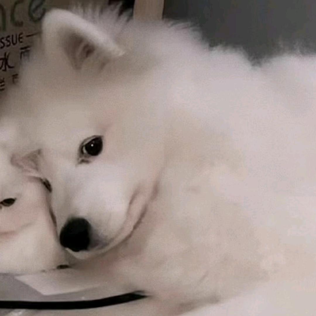 冷暴力.（深信队长）