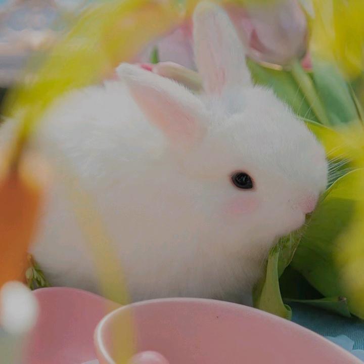暧宝山歌