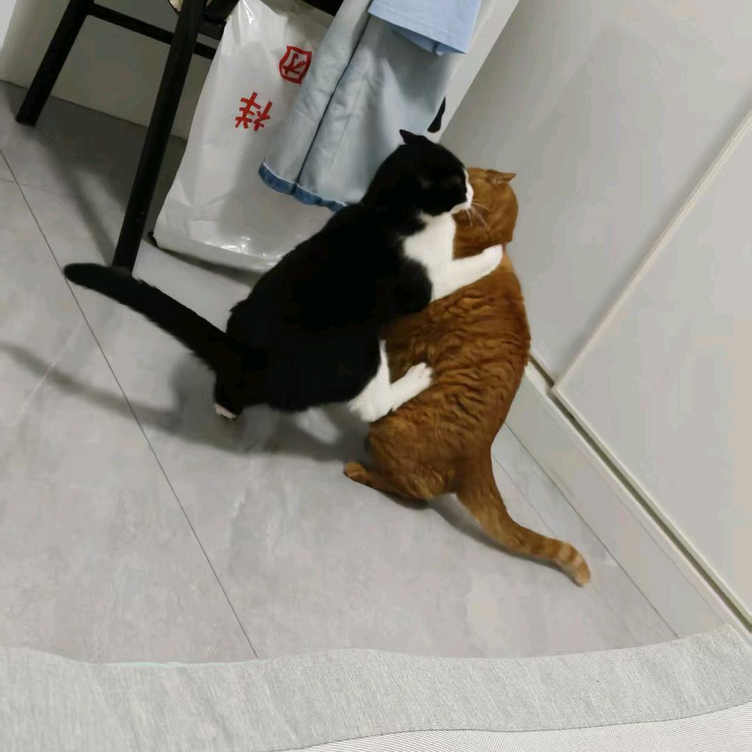 篱笆墙上的猫