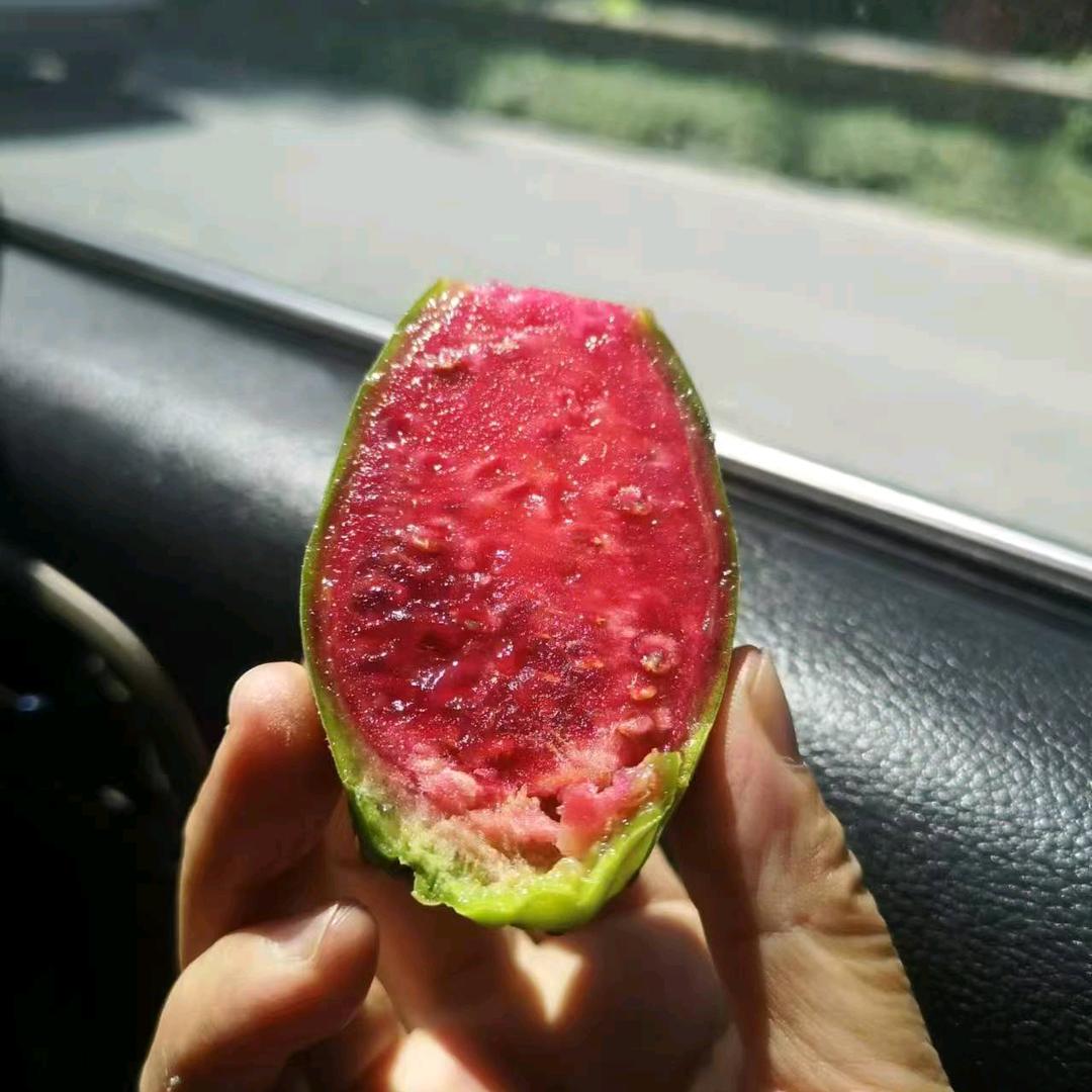 高明农业老高5659