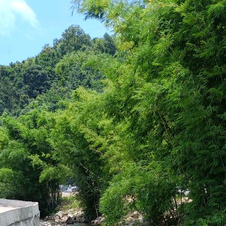 名字还没想好！