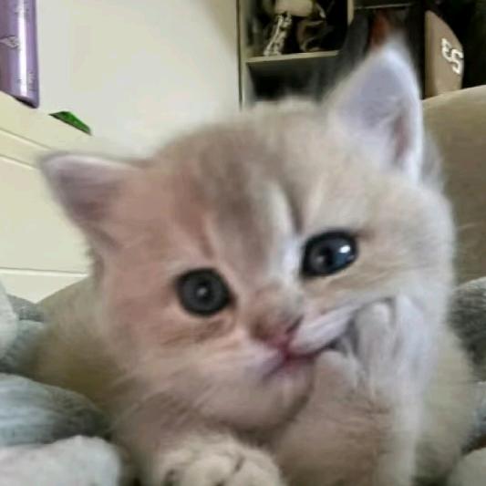 练品纱