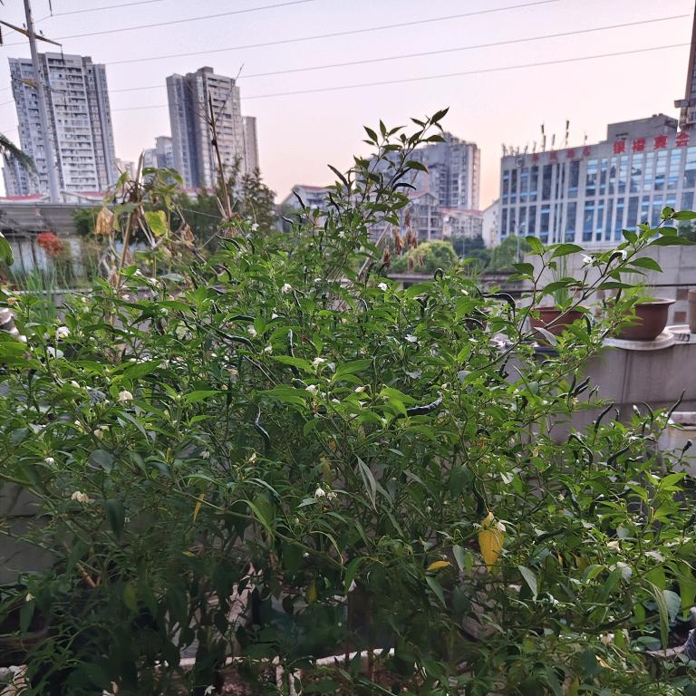 今天好运气