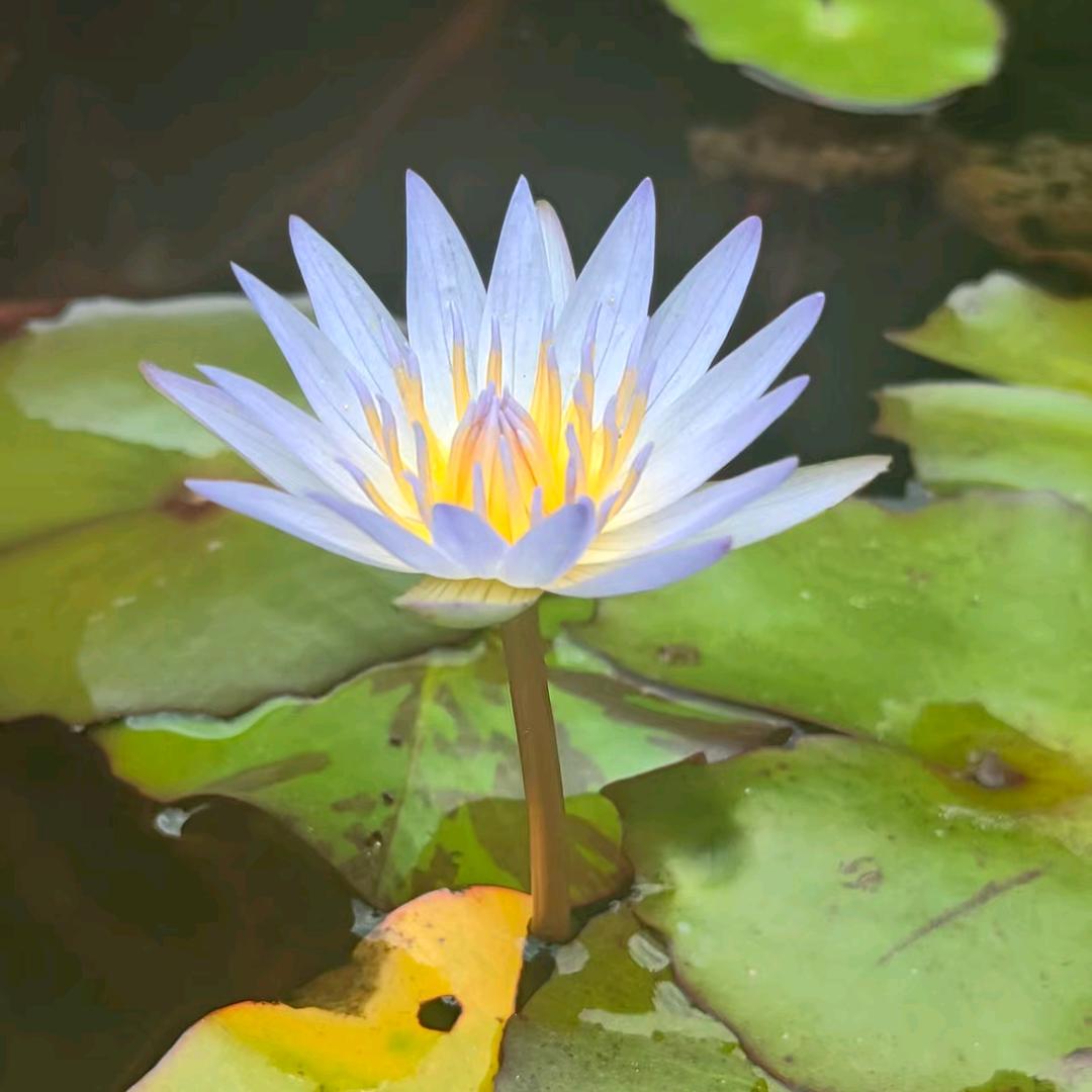 三徒电玩芳芳