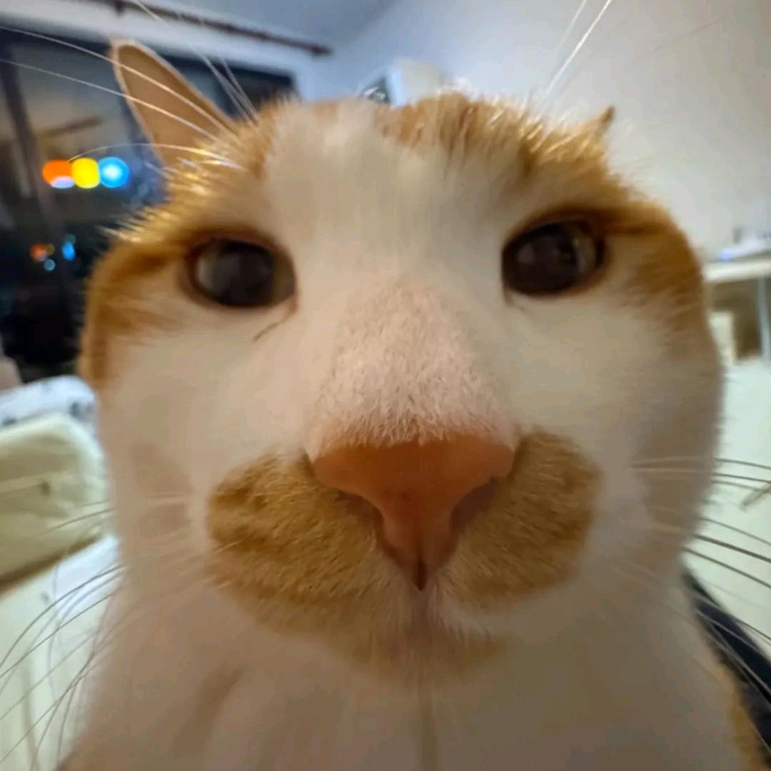 猫煮魟（hong）