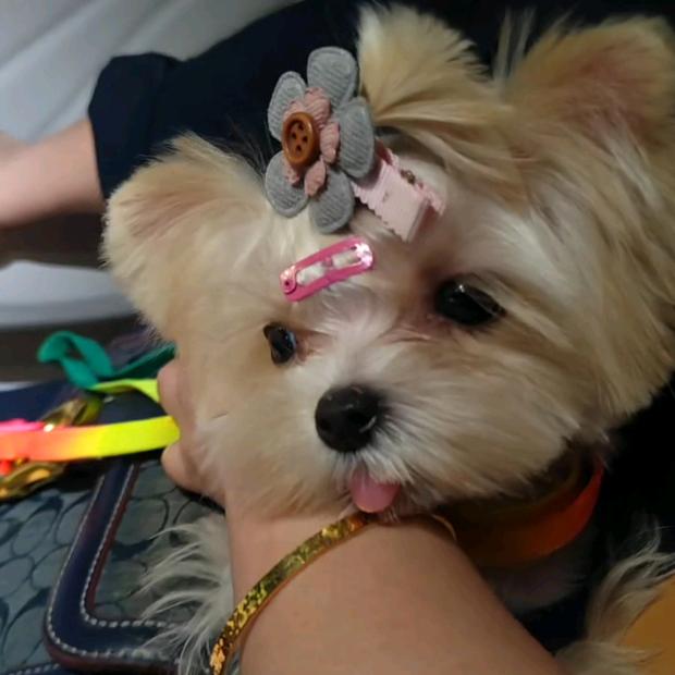 同鑫犬业(犬舍日常）🌸