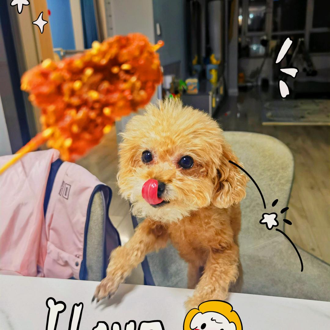 狗蛋儿